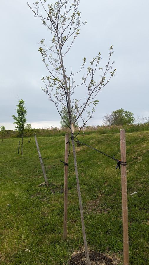 Leafed trees 5 M.jpg