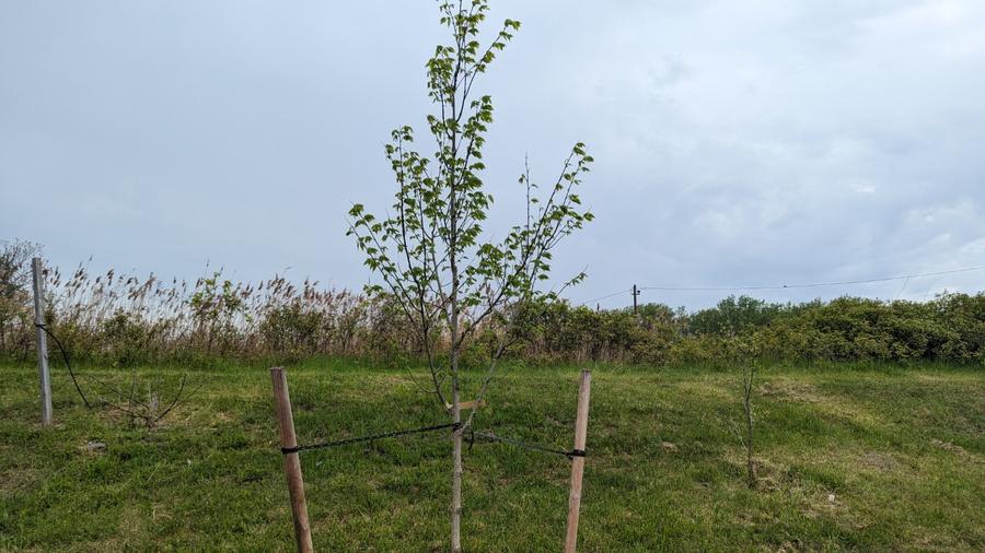 Leafed tree 2024.jpg