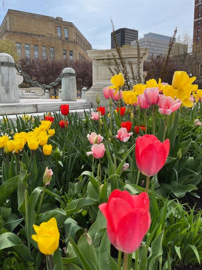 Buffalo in Bloom 3.jpg