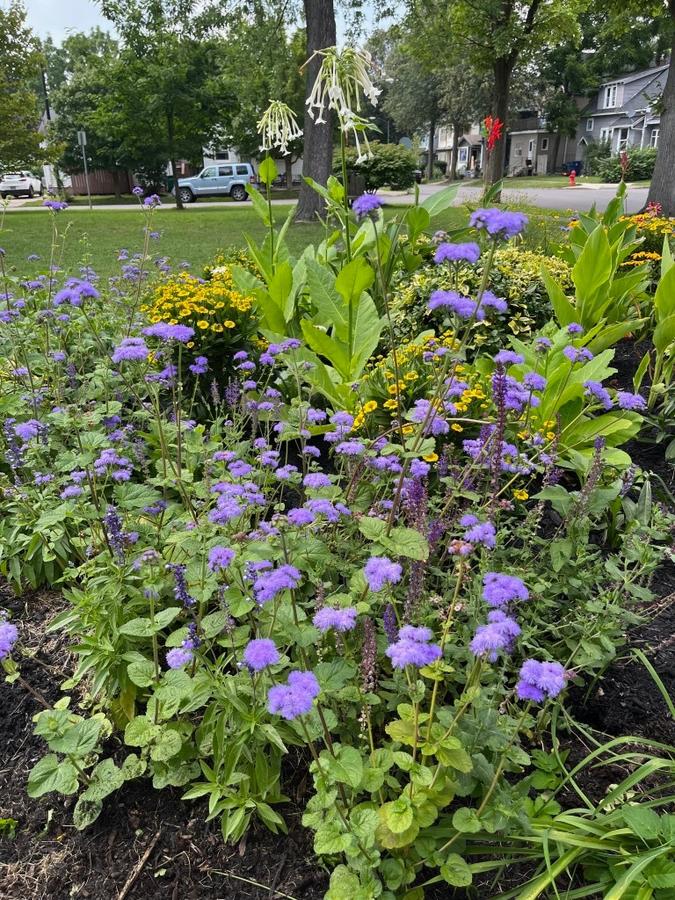 Buffalo in Bloom 7.jpg