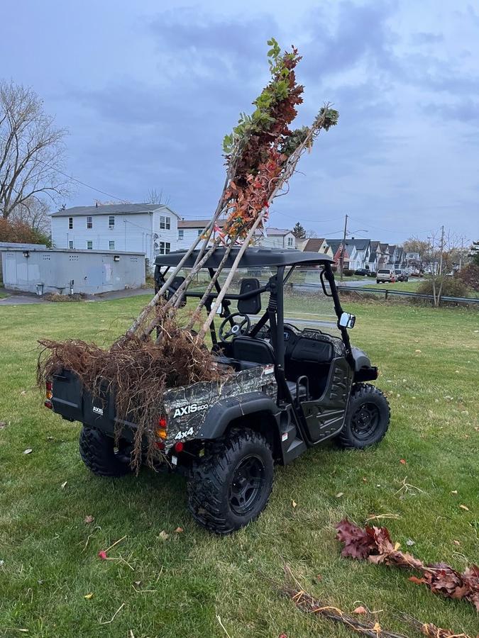 Buffalo in Bloom 8.jpg