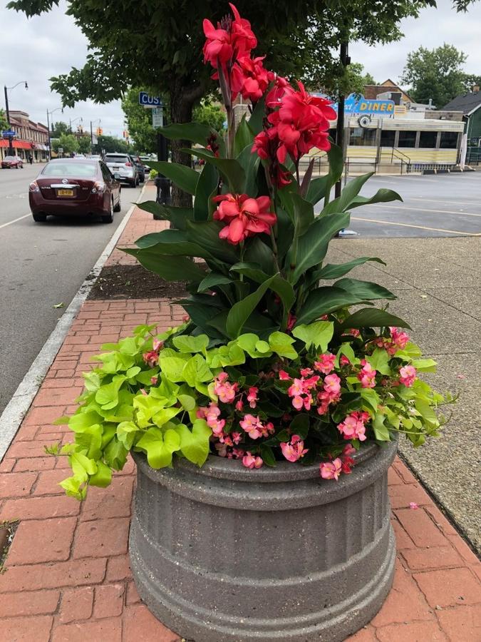 Buffalo in Bloom 9.jpg